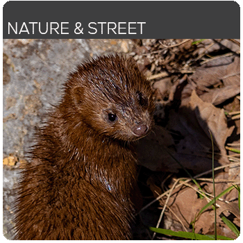TPF Photo Portfolio - Nature and Street